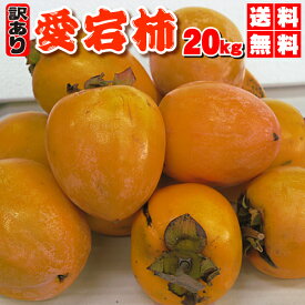 40%OFF大感謝祭BIG還元セール　あたご柿　家庭用　大箱20kg（10kgX2箱）中~小サイズ　送料無料・愛宕柿（干し柿用）渋柿・大箱20kg・愛媛産・ご家庭用