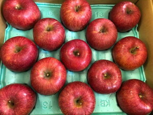 長野県 JAながの 志賀高原のサンふじリンゴ 秀品 約10キロ 22玉〜36玉 お歳暮贈答用【りんご 蜜入り】【りんご 送料無料】【サンふじ】【11月下旬〜12月中旬頃発送日付指定不可】北海道・