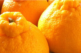 デコポン2キロ|熊本や愛媛の人気商品など!美味しいおすすめは?