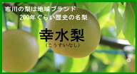 市川梨 幸水梨 千葉県市川産 約5kg 9〜16玉 甘い 和梨 梨 贈答用 フルーツギフト 夏ギフト お中元 北海道…