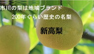 千葉県市川産の名梨 　新高梨　秀品　5玉～10玉（約5kg）贈答用【9月中旬～10月上旬頃発送日付指定不可】…