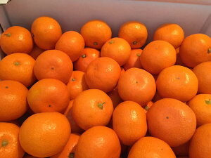 長崎産みかん 西海 味っ子みかん 小粒2Sサイズ 約2キロ【※無地段ボール・簡易箱で発送※】 【味っ子】【味っ子みかん】【長崎 みかん】【11月中旬〜12月中旬頃発送日付指定不可】