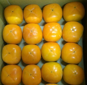 yޗǊ`zޗǌY gn̓` @ԏG@ 2LTCY 16 pkCEʓr550~yni{[EȈՔŔz