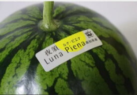 高知県産 夜須スイカ　”ルナピエナ” 3玉（約9kg～10kg）【小玉すいか】【スイカ】【小玉西瓜】【西瓜】北海道・九州地区への配送は承っておりません1月下旬～3月上旬頃発送日付指定不可