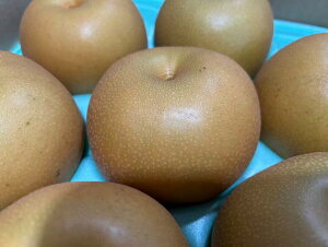 {錧Y @Ȃ@H@G@6ʁ`8 i2.5kgjp@ϔ9{`10{twskCElEEBEnʓrN[660~