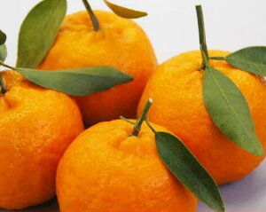 a̎RY JAI ؏n|J@Gi@L/2L/3LTCY@12ʁ`20ʁi2.5kgjpyۂ񂩂zykzytt̃|Jzya̎R݂zyIB݂z1{`2{tw