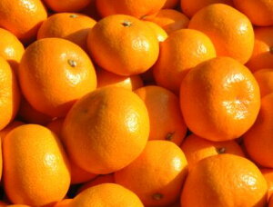 ÉY JAӂɓ Y݂@G@S/M/LTCY@3kg@pY݂/݂/~J//kp/t[c/ʕ/MtgkCEnʓr550~2{`3{