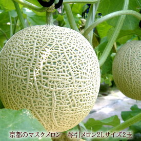 お取り寄せ メロン お中元 暑中お見舞い 残暑お見舞い 夏の贈り物 夏ギフト お世話になった方へ贈り物 フルーツギフト とろける甘味が自慢 [琴引メロン2玉] 京のブランド産品 琴引き