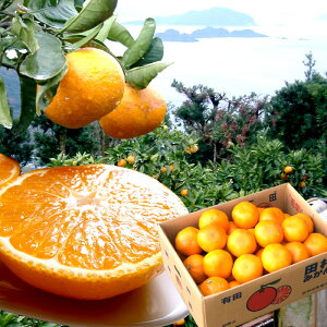 ݂ 󂠂 󂠂c݂ Lc݂ Lc~J Lc ݂ c݂  [Lc݂5kgTCYw薳] S~LTCY TCY͓X̂CɂȂ܂ 11{