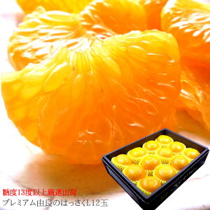 a̎R͂ I͂ ͂Mtg x13xȏyza̎RRǎYv~A z~ [n͂L12]j j ӗ ei  Cj  