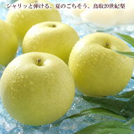 鳥取県産20世紀梨 梨 なし ナシ 20世紀梨 二十世紀梨 シャインマスカット クイーンルージュ ナガノパープ…