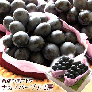 iKmp[v Ԃǂ ԂǂMtg   c t[cMtg  햳Ԃǂ 쌧Y [iKmp[v2[] 1[500g