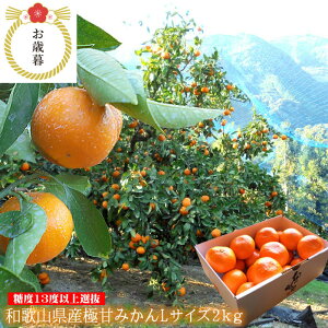 cӋɓV݂ ÂЂ낤݂ LcNIeB[݂ x݂񌵑I a̎RY[ɊÂ݂L2kg]