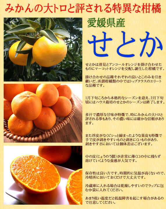 楽天市場】せとか みかん 大トロ 送料無料 フルーツギフト 送料無料 