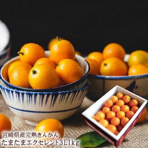 {芮n܂ 񂩂 LJ  n񂩂 ܂܃GNZg  x18xȏ㌵IoׁI{芮n񂩂 ܂ [ GNZg3L1kg ] r^~Cێ