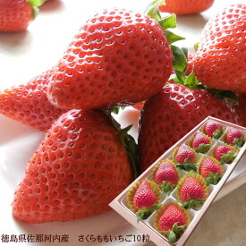 12月中旬より順次発送開始 さくらももいちご 桜桃苺 サクラモモイチゴ 徳島県佐那河内さくらももいちご いちご イチゴ 苺 プレミアム お取り寄せ 取り寄せ 取寄せ バレンタイン バースデー 内祝い 出産内祝い 誕生日プレゼント お祝い お礼 [さくらももいちご10粒]