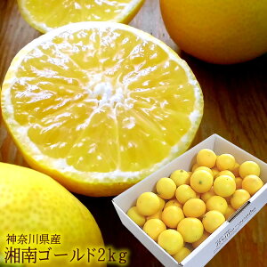 ̂悤Ȍڂőu₩Ȏ_ƊÂ݂ł _ސ쌧Y[ÓS[h2kg] 3{蔭Jn