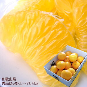 ̂Ȃ̎_́Ia̎RY[Gi͂4kg] L~2LTCY   nbTN