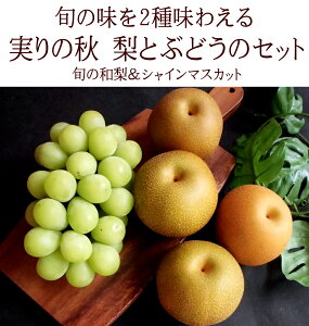 hV̓MtgɂlC VC}XJbgƗ̃Zbg [a4VC1Zbgϔ]   ΂ t[cMtg hV̓