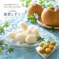 加賀のしずく 梨 なし ナシ 和梨 赤梨 石川県オリジナル品種 [加賀のしずく7~10玉] 送料無料