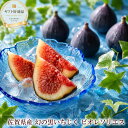 黒いちじく いちじく イチジク 無花果 【9月下旬〜10月中旬の期間内に発送】【お届け指定日不可】幻の黒いちじく！佐…