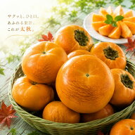 熊本県産 太秋柿 大玉 3Lサイズ 秀品 柿 かき カキ 甘柿 高級 フルーツ 果物 ギフト 贈答用 お取り寄せ …