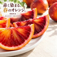 愛媛県産 ブラッドオレンジ 国産 オレンジ 秀品 モロ 柑橘 フルーツ 果物 ギフト 贈答 お取り寄せ