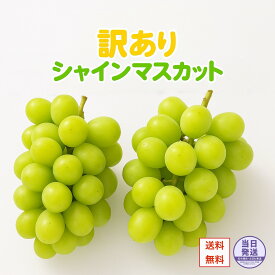 信州産 訳あり シャインマスカット ぶどう 家庭用 自家消費 送料無料