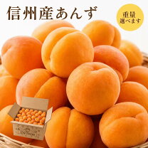 楽天市場】あんず 信州 大 実の通販