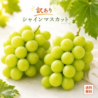 信州産 訳あり シャインマスカット ぶどう 家庭用 自家消費 送料無料