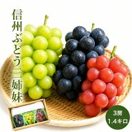 敬老の日 信州産 ぶどう三姉妹 3房 1.4キロ 秀品 送料無料 シャインマスカット ナガノパープル クイーン…