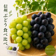 敬老の日 信州産 シャイン ナガノパープル 食べ比べセット 秀品 1キロ 2房 のし対応【送料無料】