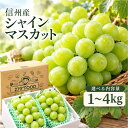 シャインマスカット ぶどう 信州産 内容量選べます！【送料無料】