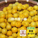 ちょっと訳あり 完熟小梅 梅干し用 信州産