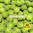 訳あり 中梅 青梅 信州産