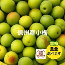 訳あり 小梅 青梅 信州産