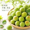 秀品 中梅 青梅 信州産 品種おまかせ