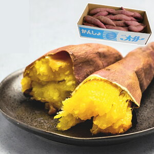 _܏oג^܂ 啪 Ñ 񂽂 J^  5kg g͂邩 ׂɂ͂邩 xjnJ p 󂠂 Tc}C Ï ܈ IׂTCY STCY M-LTCY 3L