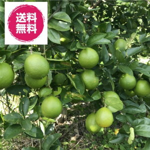 YE_Ew엿sgp TCY 50g`100g/  萔@h܁EbNXEh΂ܕsgp @ 