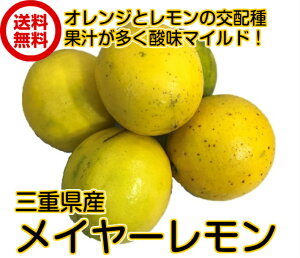 OdY YC[@ }C[@h܁EbNXsgp@@h΂ܕsgp @Y@ @1ʁ^90-110gO