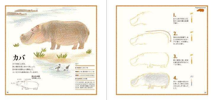 楽天市場 色えんぴつでかわいい動物 色鉛筆 書き方 イラスト テキスト 簡単 かわいい 練習 秋草 愛 特急名入れギフト Sympl