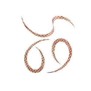 X^[g@KN-24 VRlN^CJ[[ #24 S[hbhSK@yދ@ނz