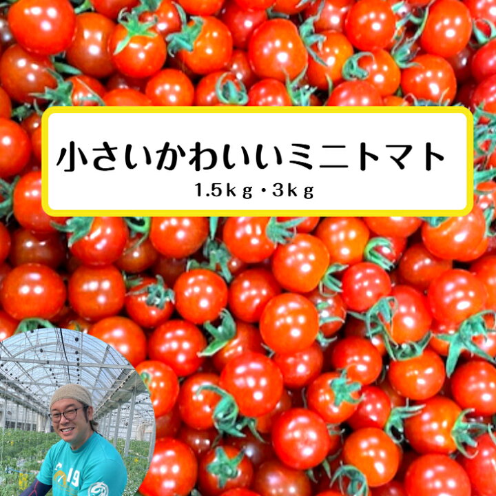楽天市場】10日ポイント10倍！ ミニトマト トマト プチトマト 千果  