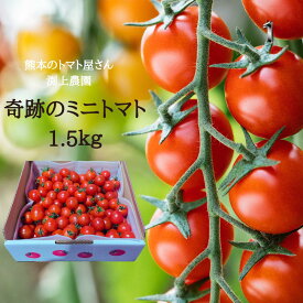 ＼12月中旬発送／ 送料無料 奇跡の ミニトマト 1.5kg ギフト箱 トマト プチトマト 小鈴 千果 混みサイズ 熊本 渕上農園 常温便 リコピン ビタミスープ トマトジュース パスタ マリネ ダイエット 美容 大量消費 プレゼント 美味しい