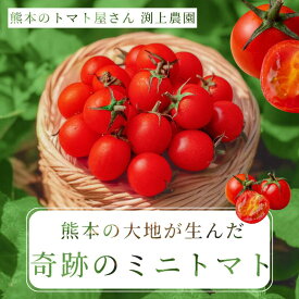 ＼楽天市場で先行販売開始／ 送料無料 奇跡の ミニトマト トマト プチトマト 小鈴 千果 混みサイズ 熊本 渕上農園 常温便 リコピン ビタミン スープ パスタ マリネ ダイエット 美容 大量消費 プレゼント 野菜ギフト 美味しい 1kg～6kg