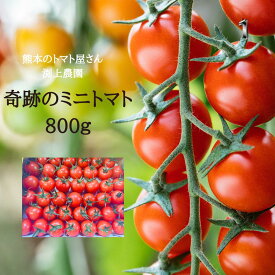 ＼12月中旬発送／ 送料無料 奇跡のミニトマト 800g お試し 味見 ミニトマト トマト プチトマト 新鮮 産地直送 安い リコピン ビタミン ダイエット 美味しい 渕上農園 熊本