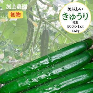 yyVX[p[Sale10OFFz  イ 500g 1kg 1.5kg HׂTCY Yn I ǂ VN NxocO  Â W[V[ ۂ Ђ sNX T_ Е A