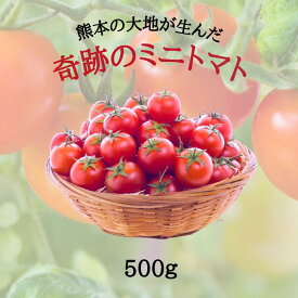 楽天市場で先行販売開始 12月中旬発送 送料無料 ミニトマト 500g トマト プチトマト トマトジュース 混みサイズ 朝どれ 新鮮 農家直送 甘い 濃厚 コク 美味しい 冷凍 お裾分け お取り寄せ 野菜ギフト グルメ 熊本 渕上農園