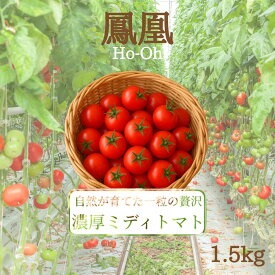 ＼楽天市場で先行販売開始／ 送料無料 鳳凰 ミディトマト トマト 1.5kg プレゼント 贈り物 ギフト ご褒美 甘い 美味しい 減農薬 トマトジュース マリネ パスタ GABA リコピン 美容 健康 野菜ギフト 冷凍 渕上農園 熊本