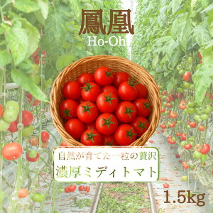 \楽天市場で先行販売開始/ 送料無料 鳳凰 ミディトマト トマト 1.5kg プレゼント 贈り物 ギフト ご褒美 甘い 美味しい 減農薬 トマトジュース マリネ パスタ GABA リコピン 美容 健康 野菜ギ